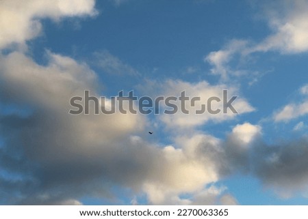 Bird on the background of blue sky and floating clouds