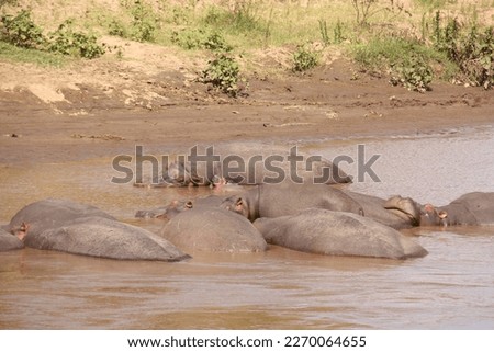 Animal Pictures from Kenya (Africa)
