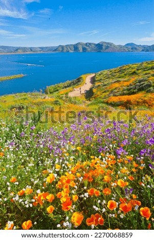 California wildflower super bloom at Diamond Valley Lake in Riverside County, one of the best place to see poppies, lupines and other colorful wildflowers Royalty-Free Stock Photo #2270068859
