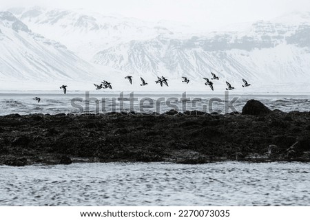 the landscape of flying birds against the background of snowy ro