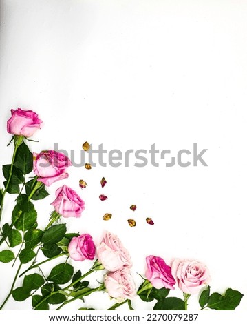 Flowers composition. Frame made of  rose flowers on white background. Flat lay, top view, copy space