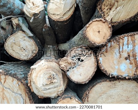 pile of natural wooden logs. Wooden natural cut logs textured background, top view, flat lay