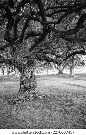 Deserted Park View of Twisted Trees in Black and White.
