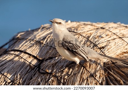 Tropical mockingbird is sitting on the roof of the beach umbrella in bright sunlight, blue sky on the background.