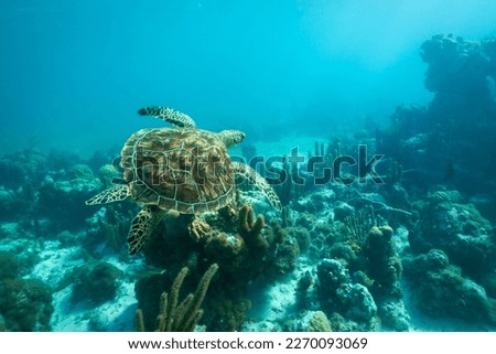 An adult green sea turtle swims over a shallow coral reef and sea grass bed in the turquoise ocean waters of Smith's Reef off the island of Providenciales, Turks and Caicos Islands. Royalty-Free Stock Photo #2270093069