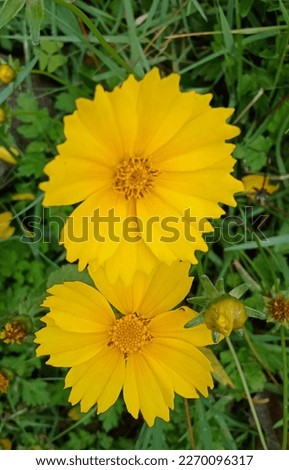 beautiful and fresh yellow flowers growing in the yard
