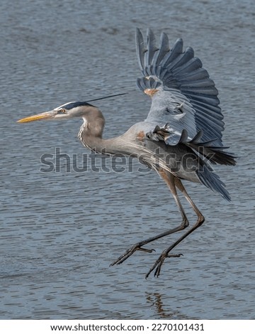 Great Blue Heron on the marsh Royalty-Free Stock Photo #2270101431