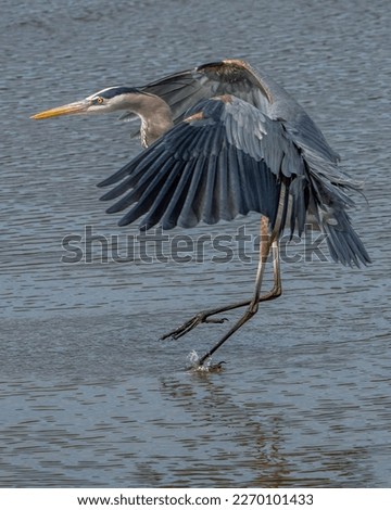 Great Blue Heron on the marsh Royalty-Free Stock Photo #2270101433