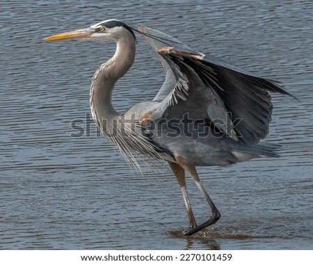 Great Blue Heron on the marsh Royalty-Free Stock Photo #2270101459