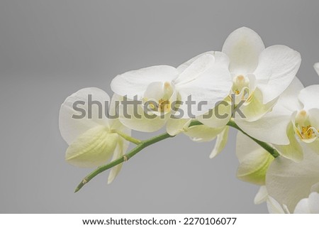 Close up picture of an ornate orchid