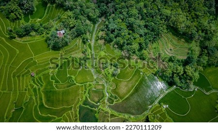 Live drone photo Abstract geometric shape of a farm field in green colors flanked by lush trees. Aerial view of terraced rice fields in Pangkajene and Islands Regency, South Sulawesi, Indonesia.
