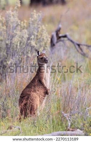 Western Grey Kangaroos (Macropus fuliginosus) are distinguishable by their finely haired muzzle