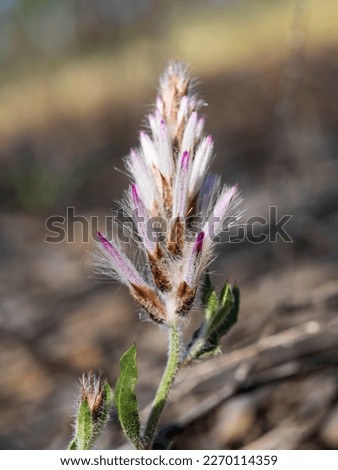 The Pink Mulla Mulla (Ptilotus nobilis) has large lilac pink cone shaped flowers that contrast well against the grey green foliage.
