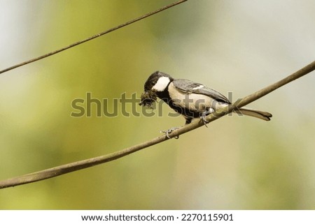 Great tit, Bird making a nest, Beautiful Bird photography