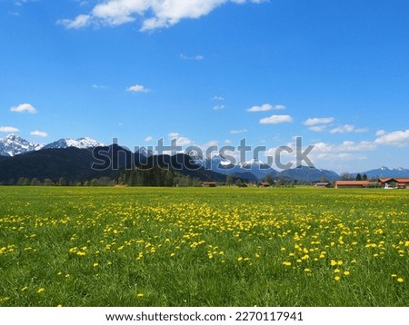 Natural flower meadow outdoor scenery