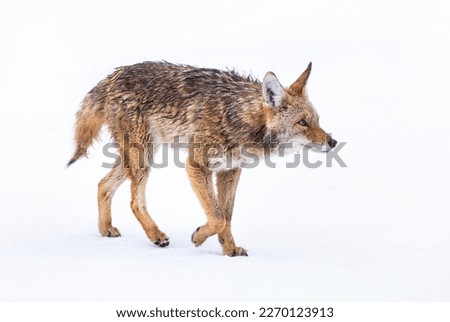 Beautiful photo of a wild coyote out in nature