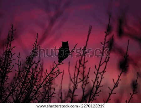 silhouette of a great horned owl sitting on a branch at sunset