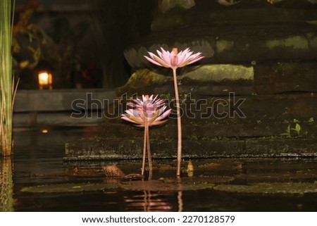 This photo is a picture of 2 very beautiful pink lotus flowers