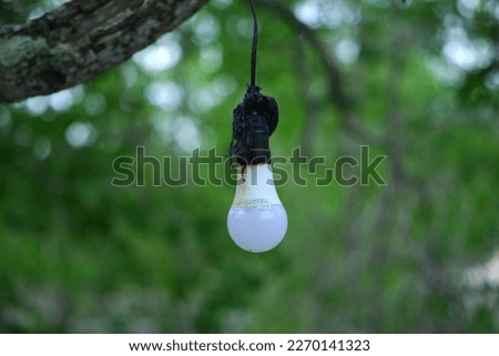 A white light bulb, installed on a tree against a green forest background, in Belo Laut Village at noon
