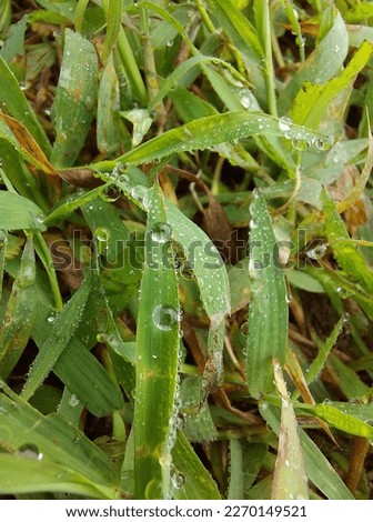green grass and dew residue in the morning Royalty-Free Stock Photo #2270149521