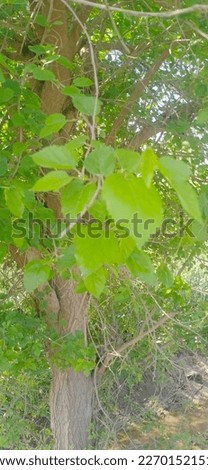 Best and most beautiful picture of mulberry tree