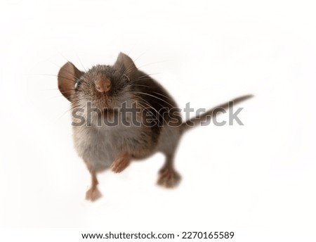 Cheeky mouse pokes into lens. Mice are strongest pests of farm. This is wild Yellow-necked field mouse (Apodemus flavicollis), but it gets into farmers' houses for purpose of profit Royalty-Free Stock Photo #2270165589