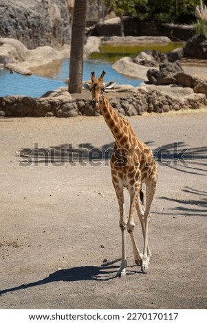 Portrait of a giraffe (Giraffa camelopardalis) walking in the zoo on a sunny summer day. Fuerteventura, Canary Islands, Spain. Selective focus, blurred background.