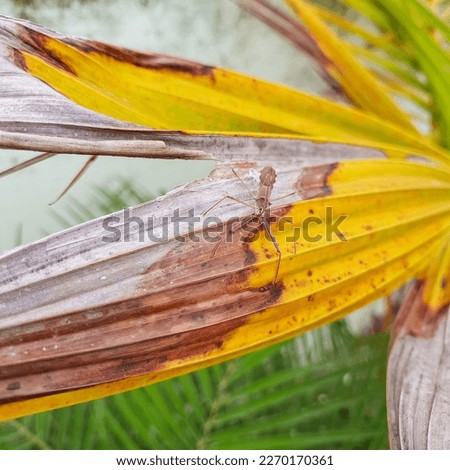 Yellow dried leaf in branch of palm tree, nature photography,  natural background 