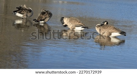 Close ups of canadian geese in and near the pond at Kirby Park in Wilkes-Barre PA