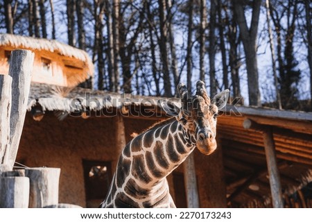 closeup of a giraffe in zoo, town Jihlava