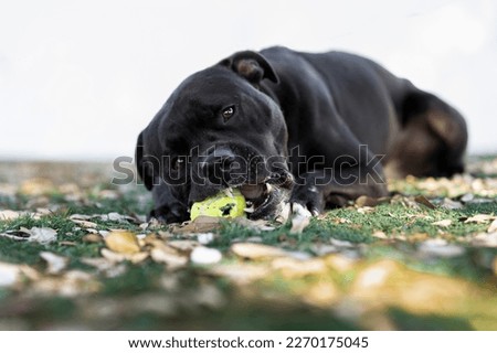 One black Pitbull dog wearing a black and orange collar posing on the grass by a white fence in the background playing with a tennis ball