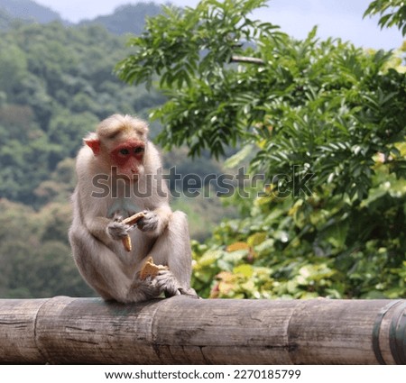 Wild animal monkey eating biscuit