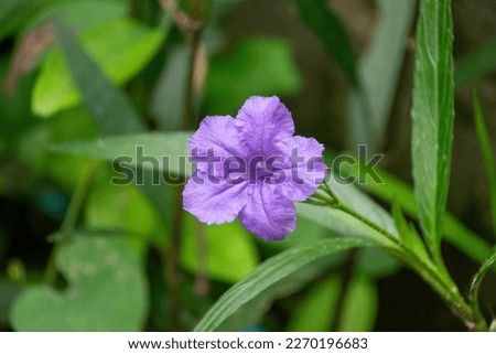 Purple Petunia flower with green leaves