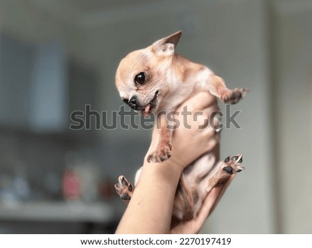 person hold chihuahua in an apartment at home