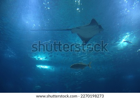 Visit to the Lisbon Oceanarium in Portugal Royalty-Free Stock Photo #2270198273