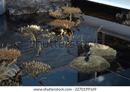 Visit to the Lisbon Oceanarium in Portugal Royalty-Free Stock Photo #2270199169