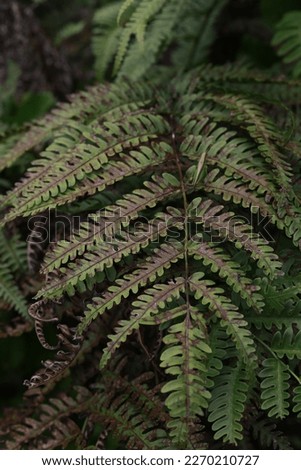 Tree fern in the forest 