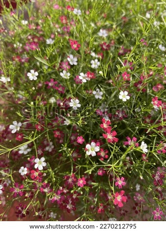 Gypsophila flowers mix-colors pink sweet tone Royalty-Free Stock Photo #2270212795