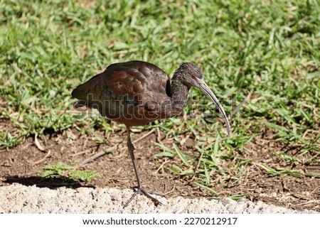 Side view of a glossy ibis standing on one leg.