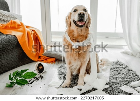 Golden retriever dog playing with toilet paper in living room and looking at camera. Purebred doggy pet making mess with tissue paper and home plant Royalty-Free Stock Photo #2270217005
