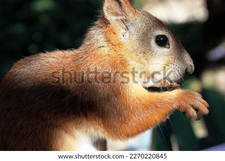 the squirrel eats the nut in nature. Wild beasts. Red squirrel