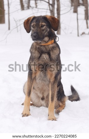  shepherd dog puppy full body photo on white snow background