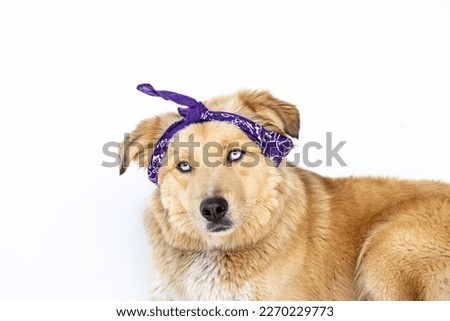 Cinnamon dog with blue eyes, with a purple head scarf prepared to celebrate Women's Day