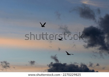 several ducks in flight in their natural environment