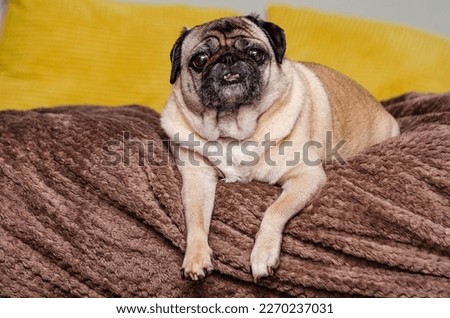 picture of a pug on the couch 1