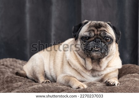 picture of a pug on the couch 2