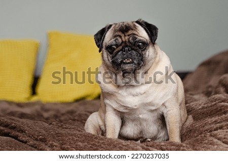picture of a pug on the couch