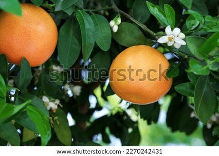 Ripening grapefruits and flowers growing on tree in garden Royalty-Free Stock Photo #2270242431