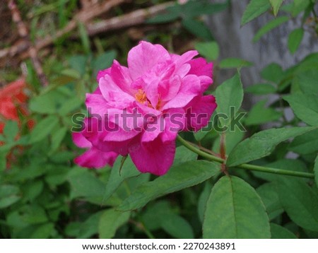 Chinese rose is a shrub plant, sometimes called Bengal rose, Bengal scarlet or Bengal beauty, is a member of the genus Rosa native to Southwestern China in the provinces of Guizhou, Hubei, and Sichuan