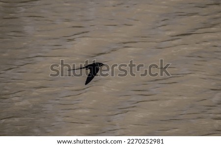 Silhouette of Common swallow (Hirundo rustica) flies swiftly over water. Aerodynamicist of wing and body (wing-body geometry), and fair lines. Movable wing (change of airfoil geometry). Biophysics Royalty-Free Stock Photo #2270252981